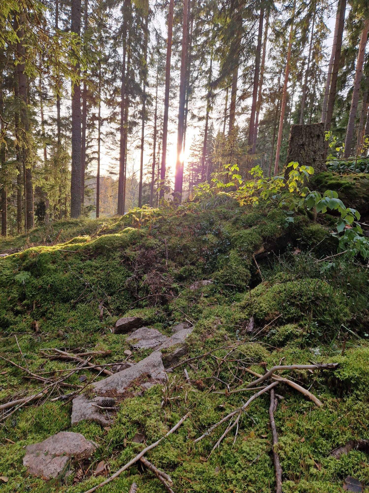 Turvataan lähimetsät